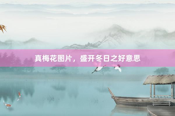 真梅花图片，盛开冬日之好意思